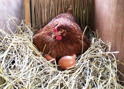 Poules Pondeuses