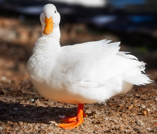 Canards