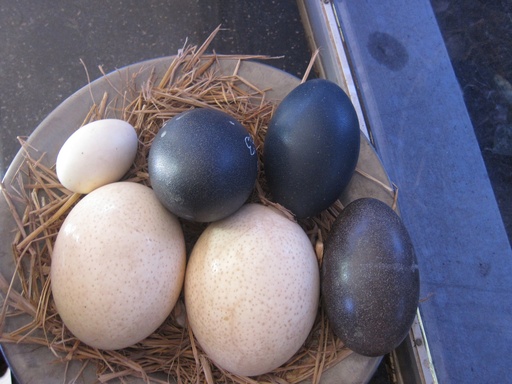 Oeuf de Canne